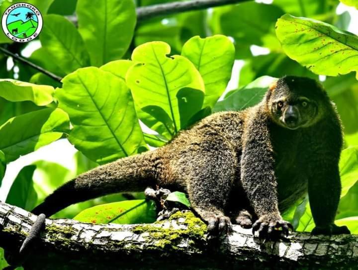 Tangkoko Herberg Bitung